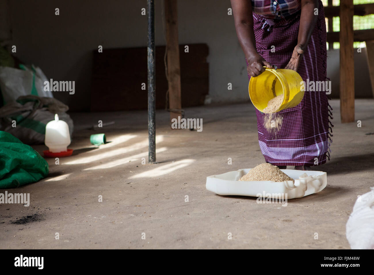 Ein Landwirt, Verfütterung von Getreide an ihre Hühner, Tansania. Stockfoto