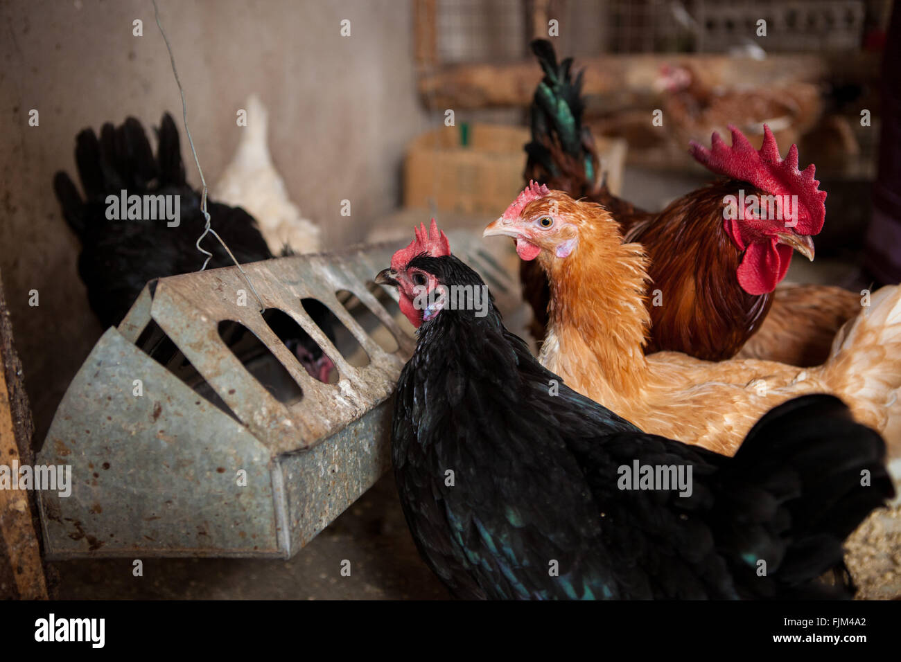 Hühner füttern in einer Geflügelfarm, Tansania Stockfoto