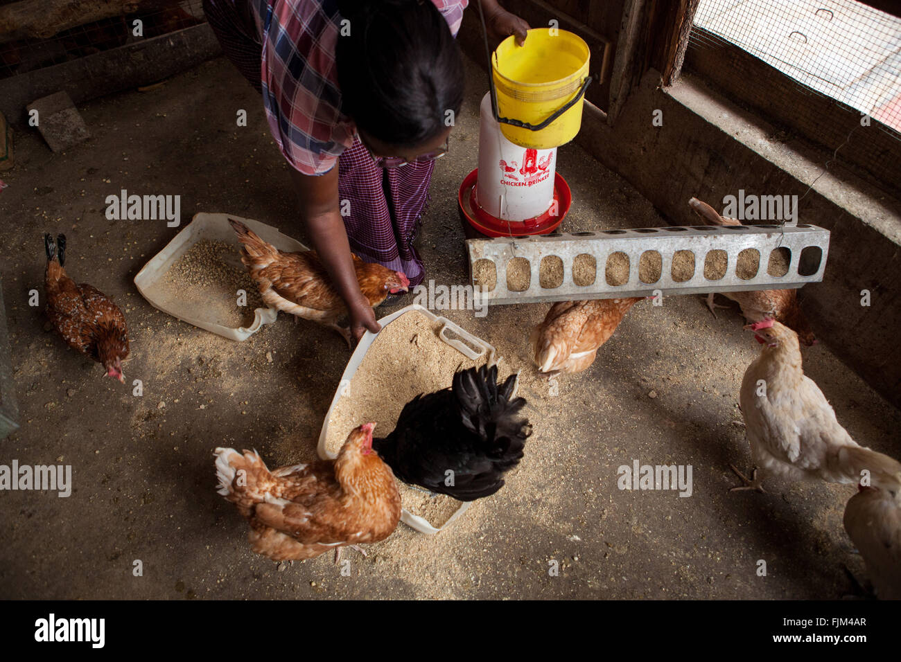 Ein Landwirt, füttern ihre Hühner, Tansania Stockfoto