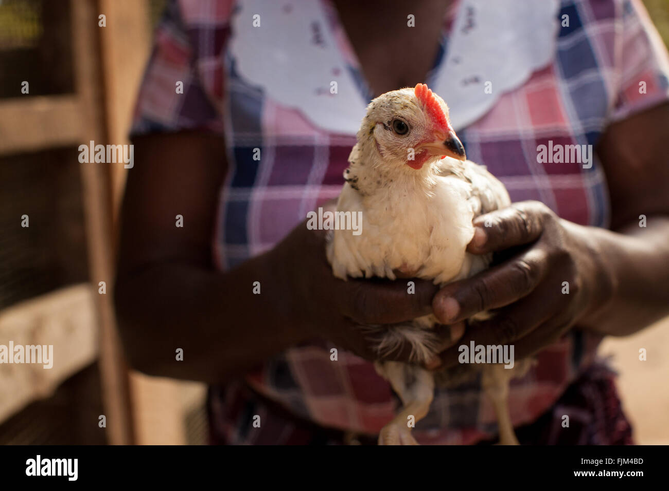 Bauer hält ein junges Huhn, Tansania. Stockfoto