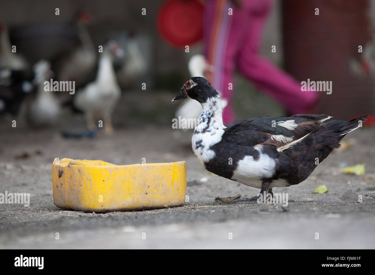 Enten und Entenküken ernähren sich von einer Geflügel-Hof-Tansania Stockfoto