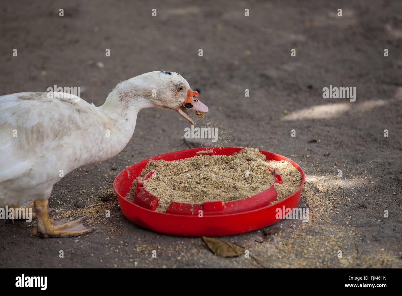 Enten füttern auf ein Geflügel Bauernhof Tansania Stockfoto