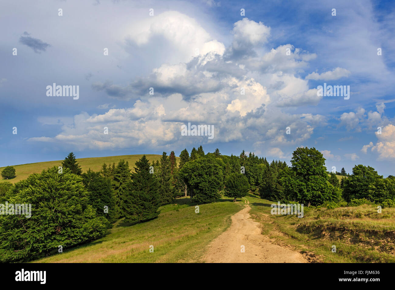 Landschaft mit leeren Waldweg durch die Wiese Stockfoto