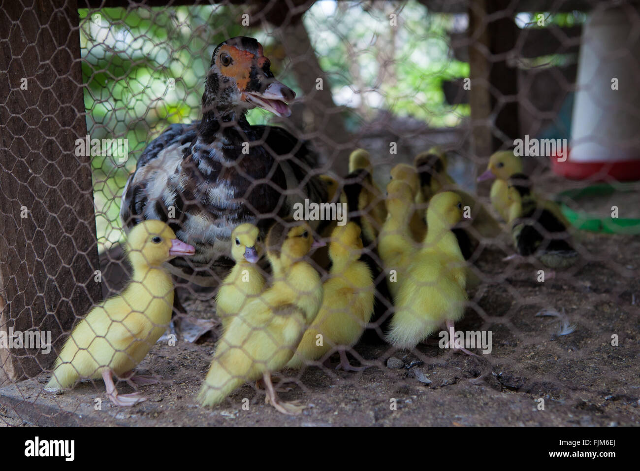 Enten und Entenküken, Geflügelfarm, Tansania. Stockfoto