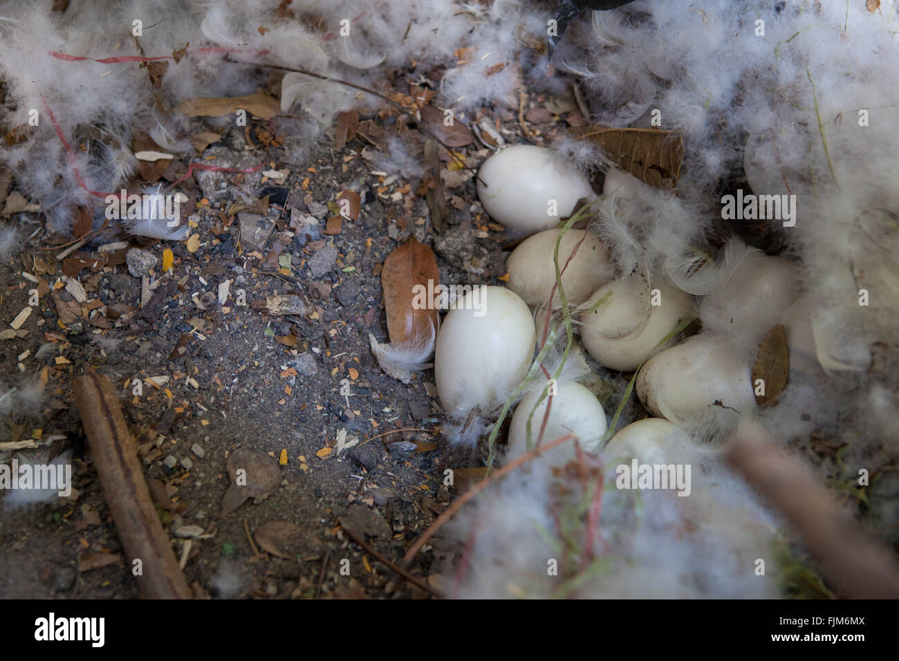 Eiern gesammelt, Geflügelfarm, Tansania. Stockfoto
