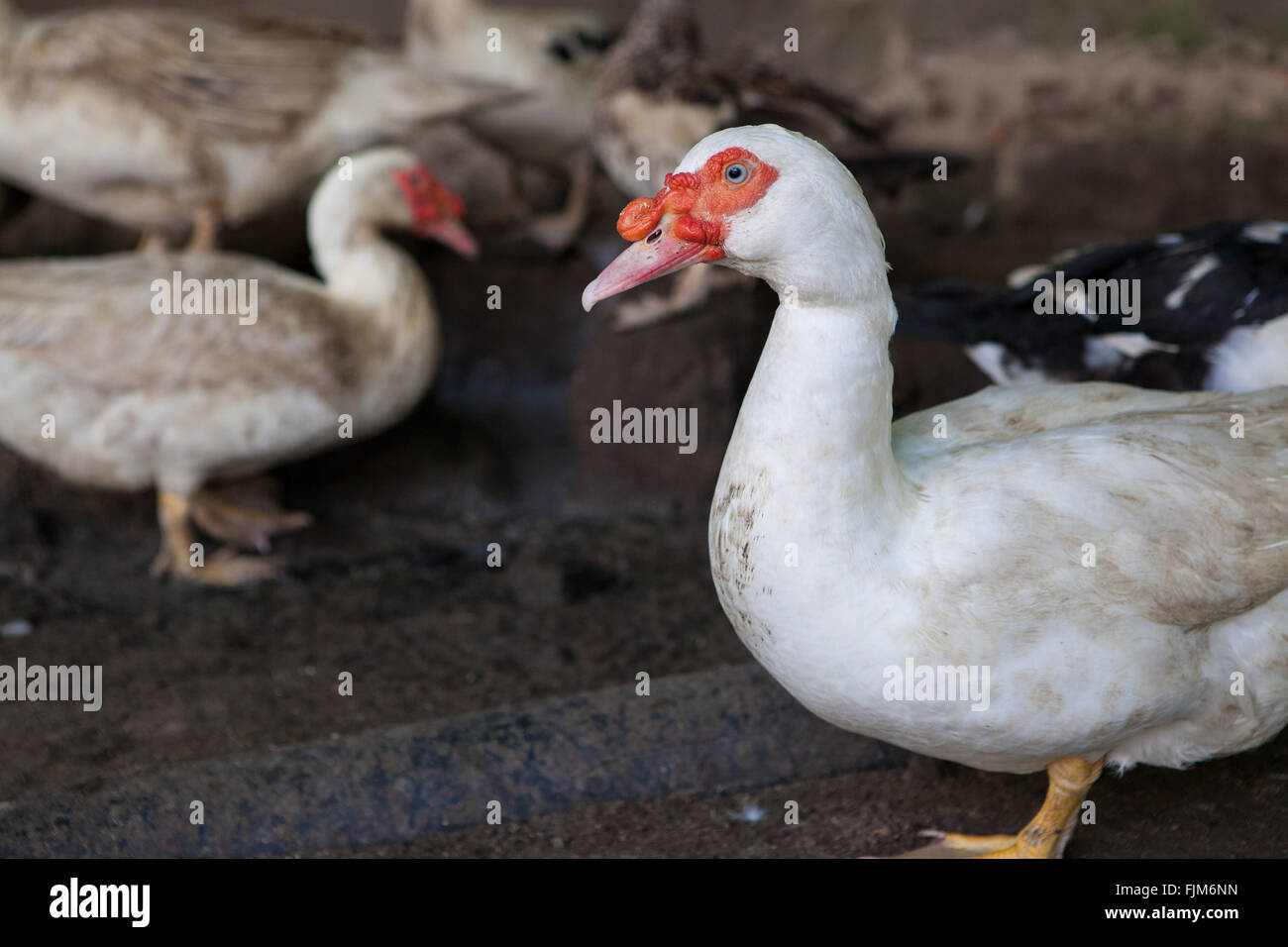 Eine Ente Farm, Tansania Stockfoto
