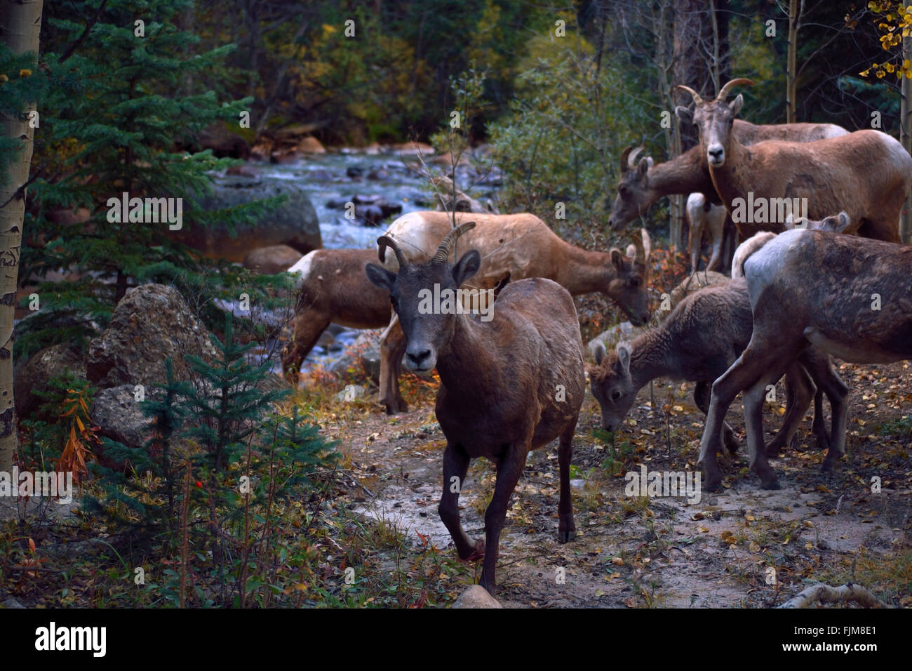 Herde von Bergziegen in der Nähe eines Flusses Stockfoto