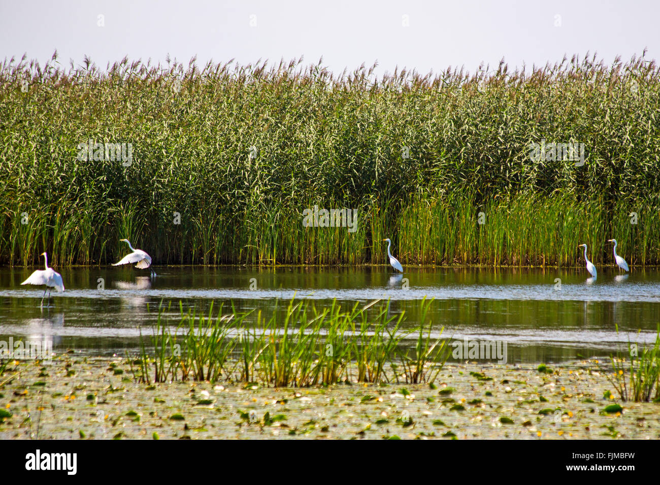 Geographie/Reisen, Litauen, Nida, Kurische Nehrung, Kurischen Barriere Lagune, Ostsee, Memel Delta, Nemunas delta, Additional-Rights - Clearance-Info - Not-Available Stockfoto