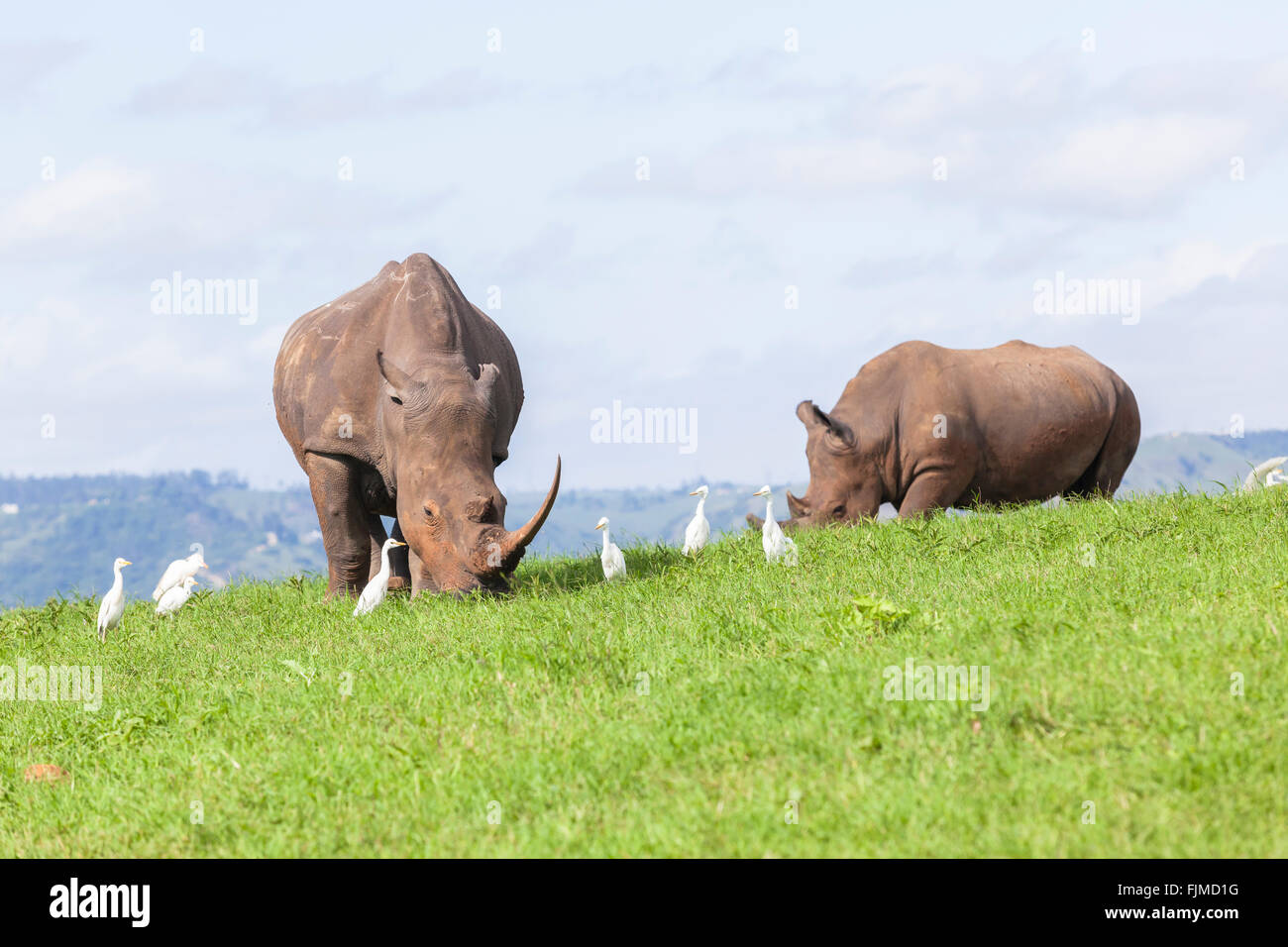Nashörner im Sommer Wiese Plateau Wilderness Reserve Safari Landschaft Stockfoto