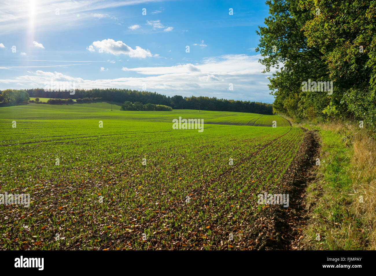 Frisch wächst Getreide auf Bauern Feld. Stockfoto