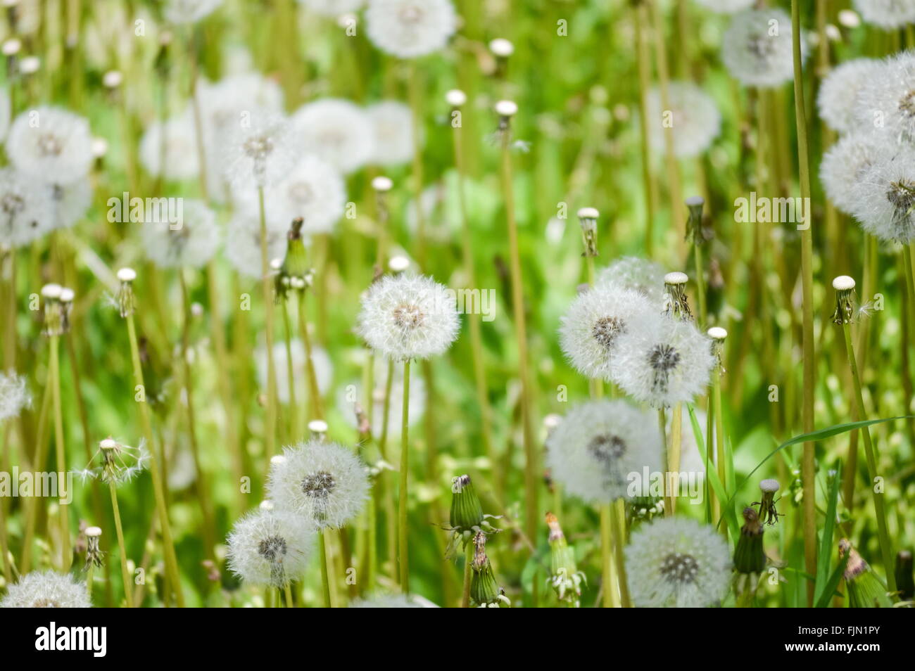 Nahaufnahme eines Feldes gefüllt mit Löwenzahn Stockfoto