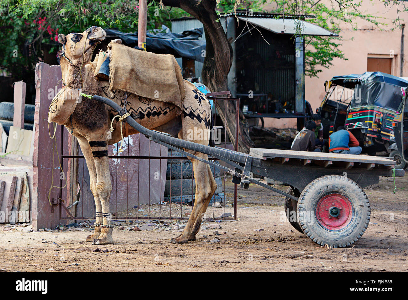 Kamel Wagen in Sawai Madhopur, Stadt neben Ranthambore Nationalpark, Indien Stockfoto