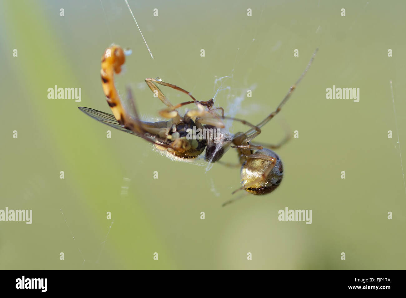 Wespe fliegen im Spinnennetz - Spinne und seine Beute Stockfoto