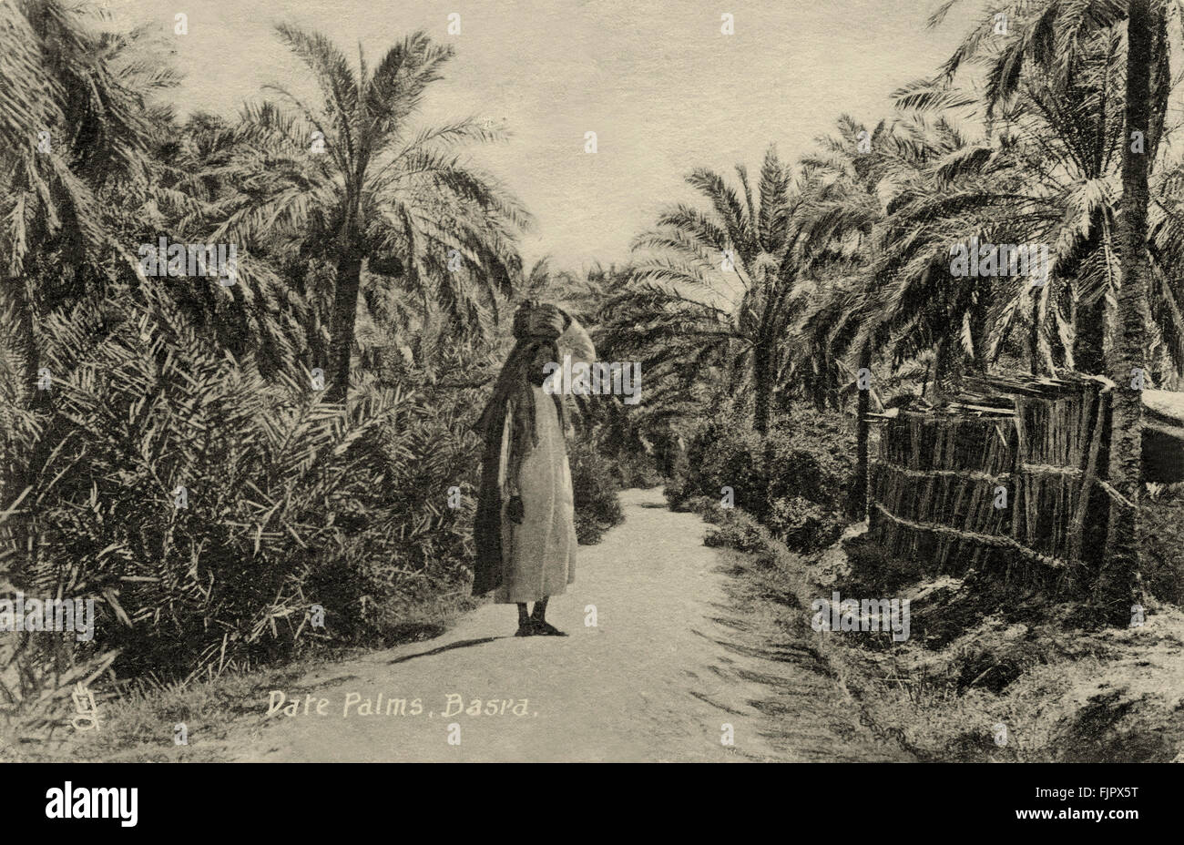 Irakischer Mann steht auf einem Weg zwischen Dattelpalmen, Basra, Irak. Postkarte, 1900 s. Stockfoto