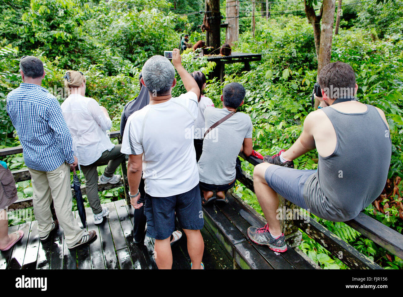 Reisegruppe gerade ein Orang-Utan im Sepilok Orang Utan Rehabilitation Centre. Sabah, Borneo. Stockfoto