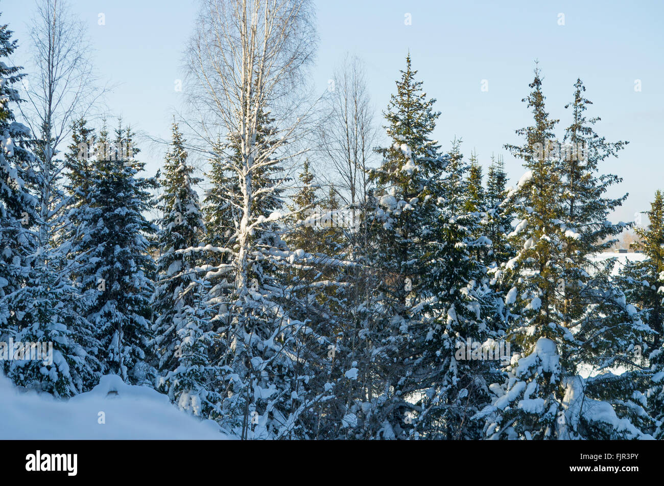 Wunderschöne Landschaft des Winters in den Wald, eine wunderschöne Landschaft, eine Tanne, Saison, grün, Russland, Sibirien, Schnee, Natur Stockfoto