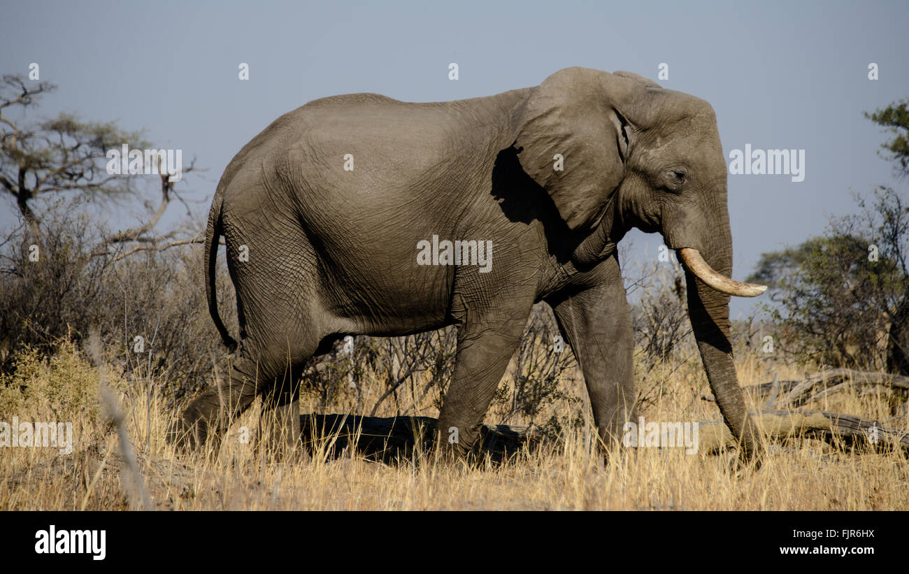 Elefant in Botswana Stockfoto