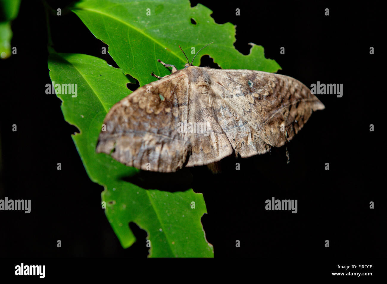 Borneos Regenwälder sind voller Nacht Kreaturen wie die riesigen Motten. Stockfoto