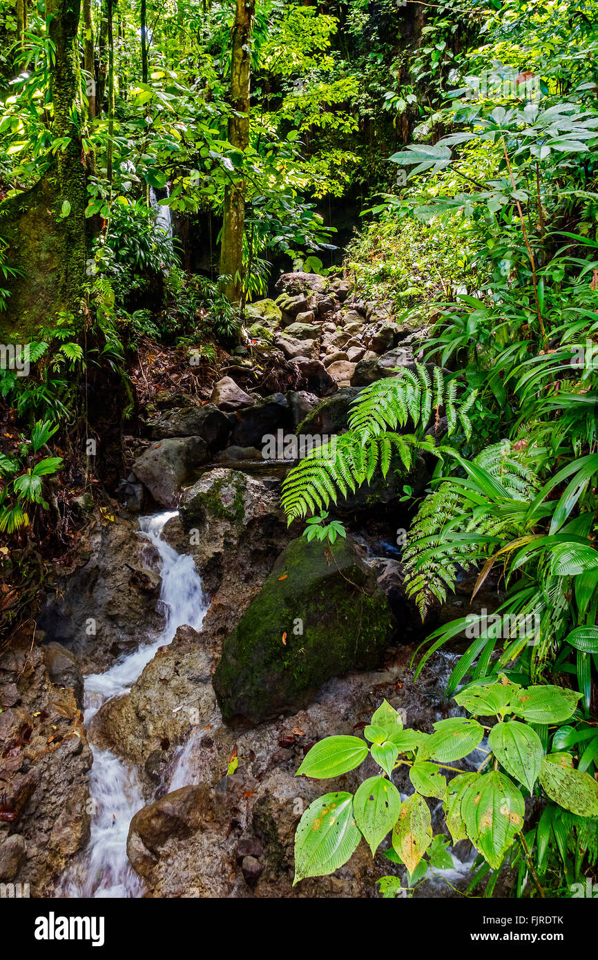 Üppigen Regenwald Bäume Dominica West Indies Stockfoto
