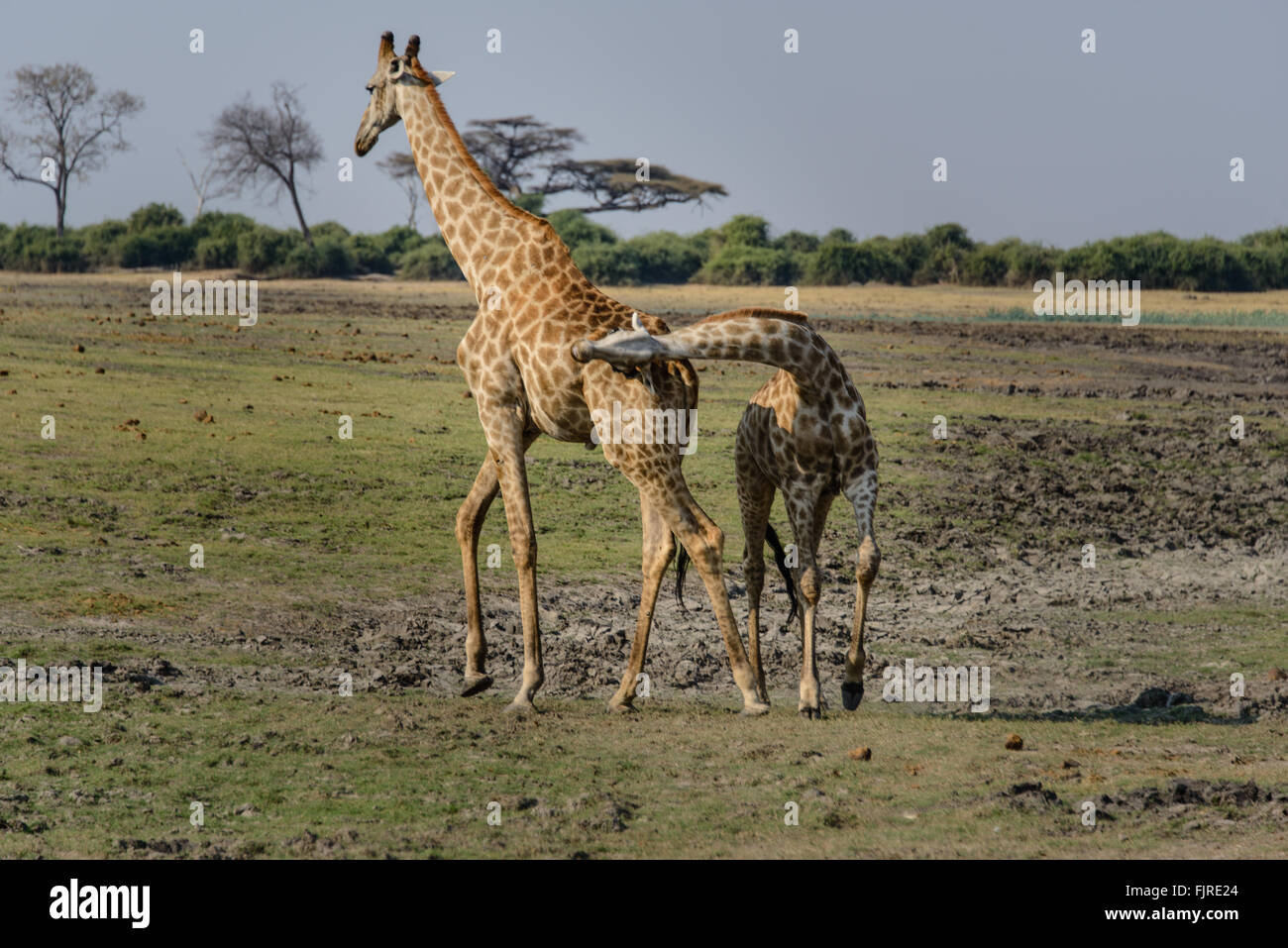 Giraffe bfight Stockfoto