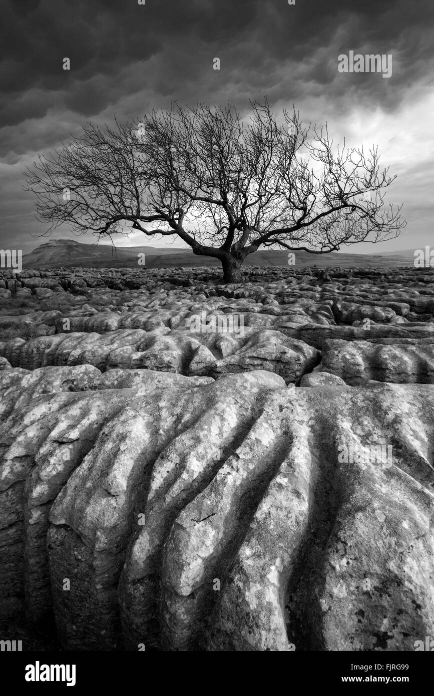 Einsamer Baum auf den Bürgersteigen der Kalkstein der Twistleton Narbe Ende, Ingleton Yorkshire Dales National Park England UK Stockfoto