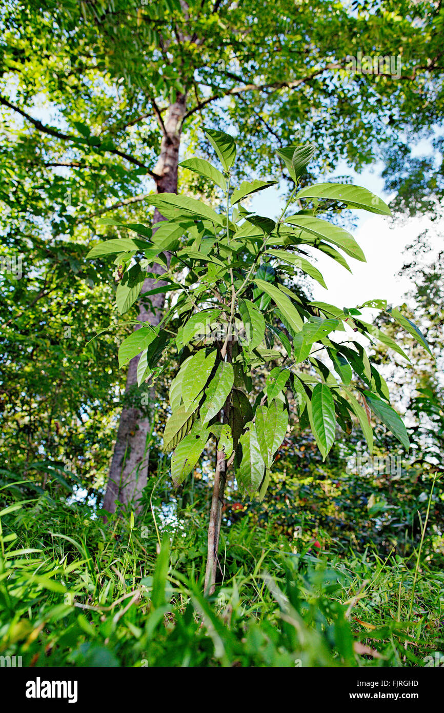 Regenwald Baum Bäumchen gepflanzt von internationalen Freiwilligen Gruppe. Kinabatangan Fluss, Sabah, Borneo, Malaysia. Stockfoto