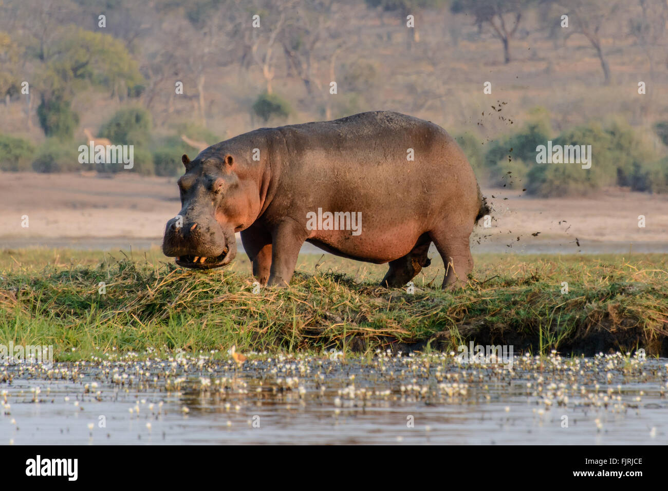 Nilpferd-Botswana Stockfoto