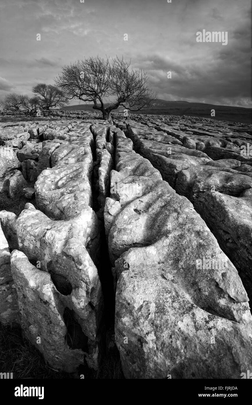 Einsamer Baum auf den Bürgersteigen der Kalkstein der Twistleton Narbe Ende, Ingleton Yorkshire Dales National Park England UK Stockfoto