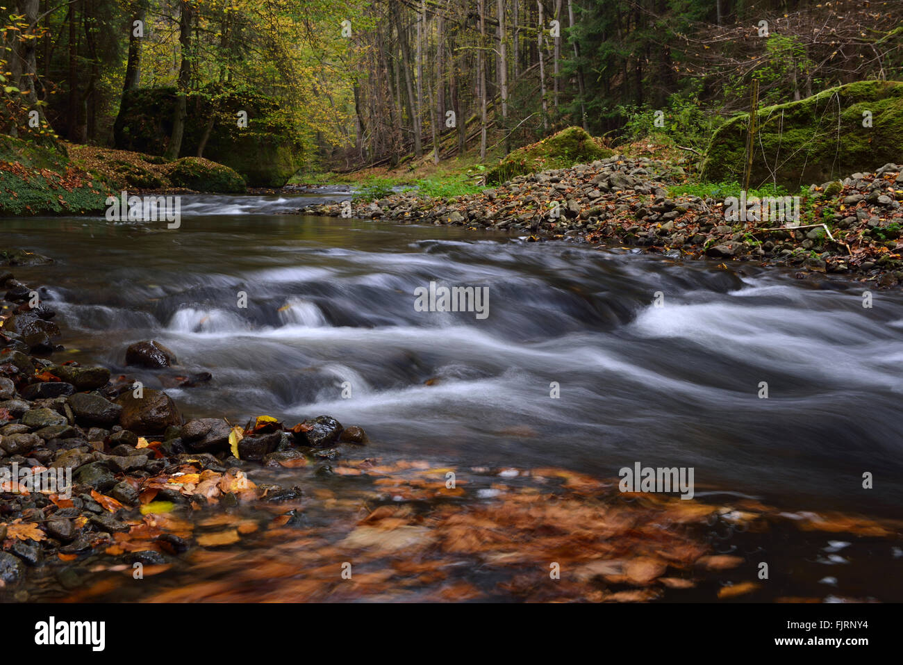 Kurs der Polenz Fluss durch das Tal der Polenz, Bergbach im Herbst, Sächsische Schweiz, Elbsandsteingebirge Stockfoto