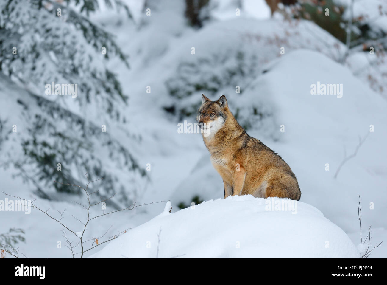 Grauer Wolf (Canis Lupus) sitzt auf einem schneebedeckten Hügel, Tiergehege im Freien, in Gefangenschaft, Nationalpark Bayerischer Wald, Bayern Stockfoto