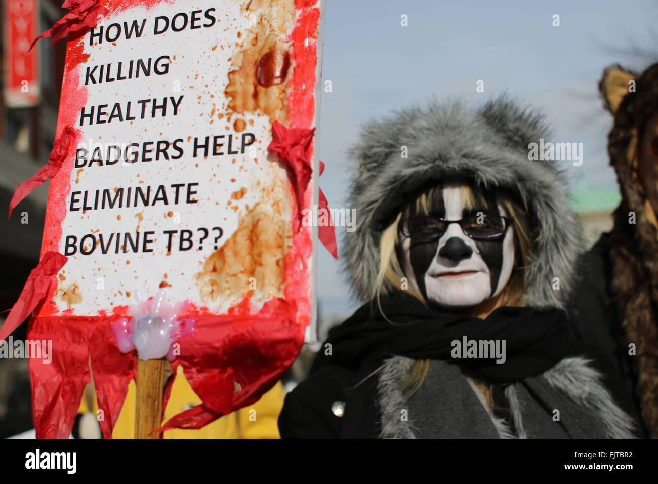 Brighton, Großbritannien. 27. Februar 2016. Ein Protest gegen die Toetung von dachse sahen Mitkämpfer März durch Brighton zu den seaf Stockfoto