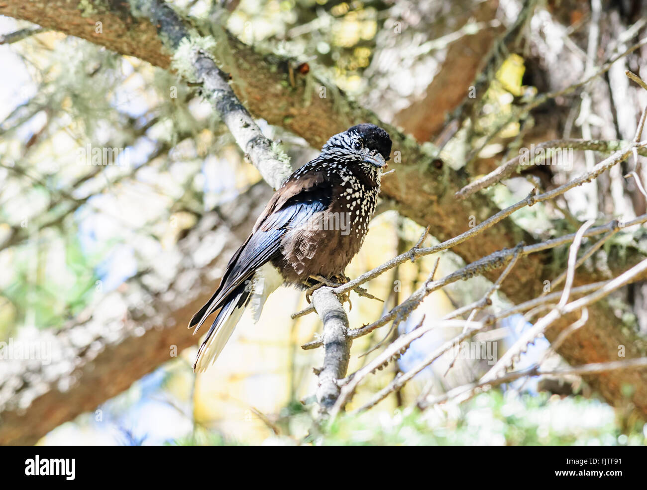 Vogel, Spotted Nussknacker, Nucifraga Caryocatactes, thront auf einem Ast kopieren Raum Stockfoto