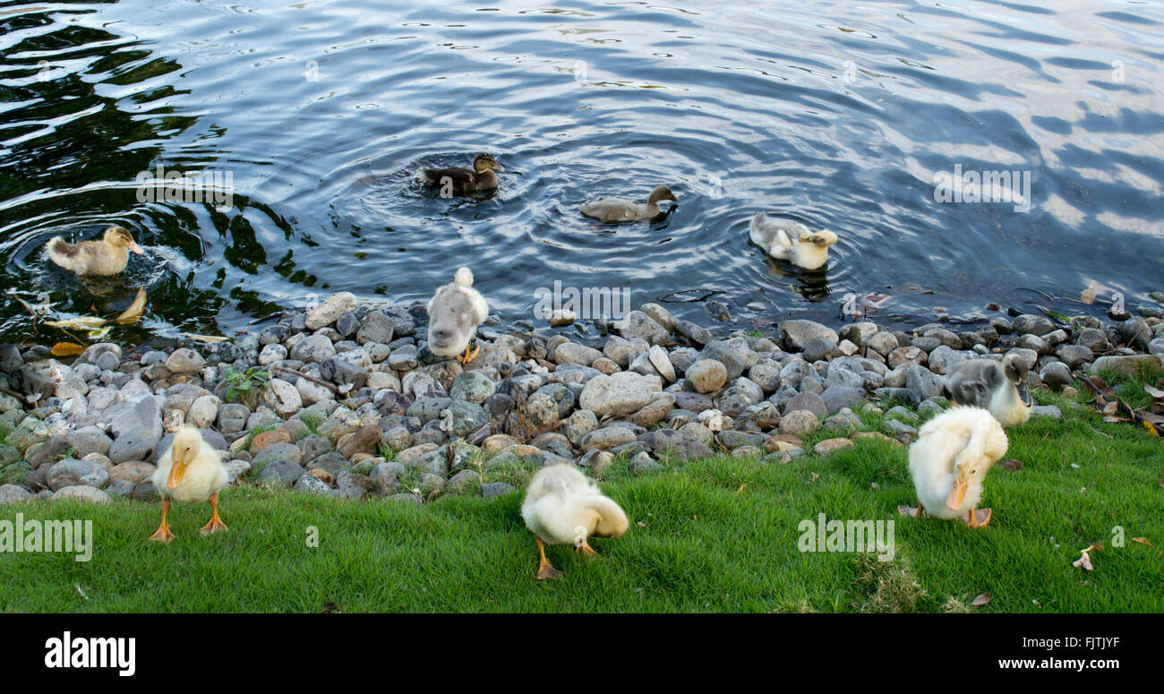 Eine packung enten -Fotos und -Bildmaterial in hoher Auflösung – Alamy