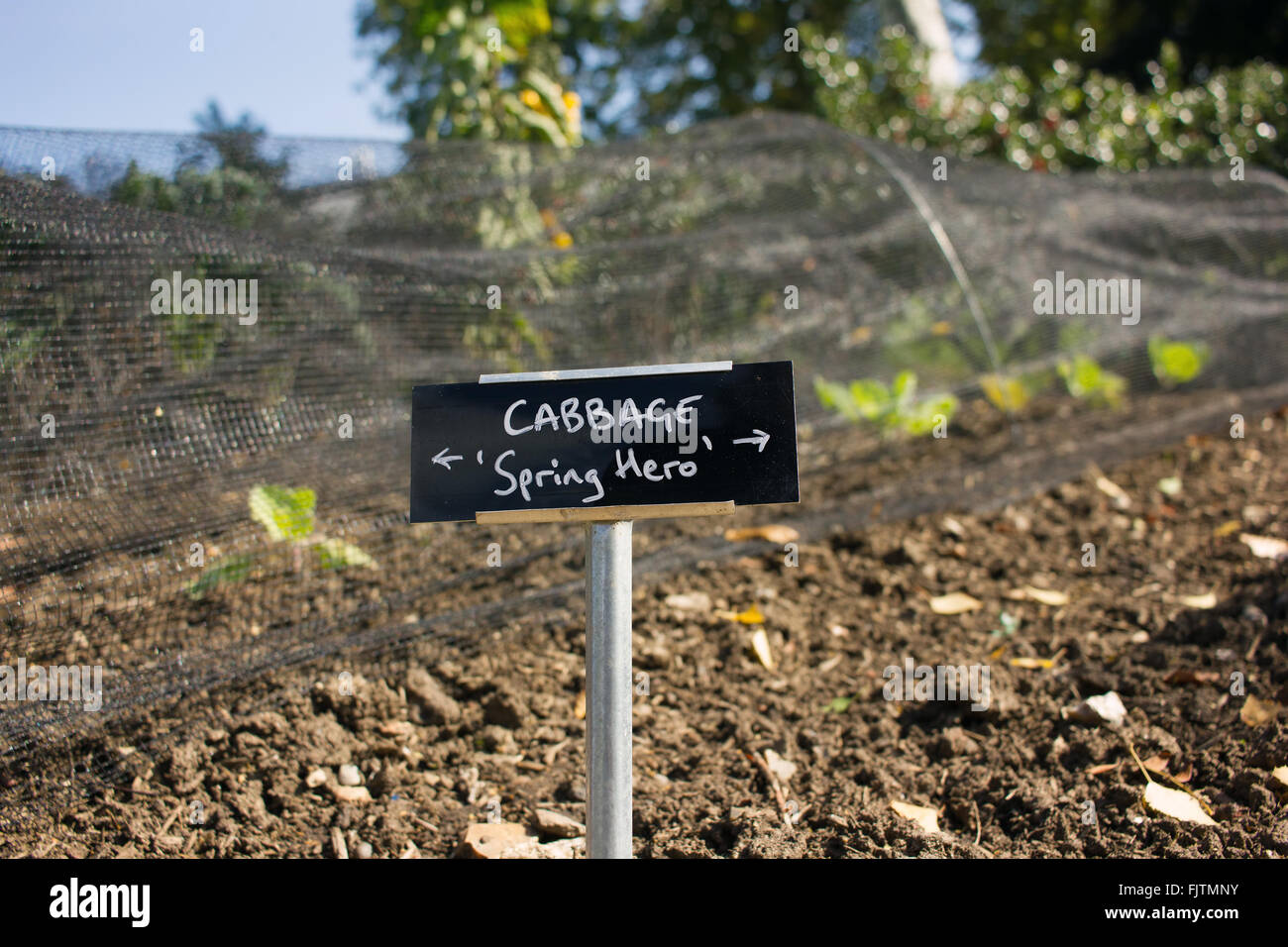 Kohl unter Netztunnel für Schutz im Hause Gemüse Garten wachsen. Stockfoto