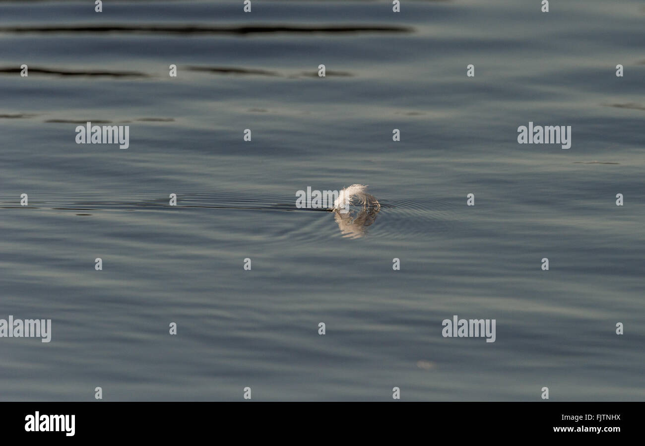 Weiße Vögel Feder skimming an einem noch Teich. Stockfoto Weiße Vögel Feder skimming an einem noch Teich. Stockfoto