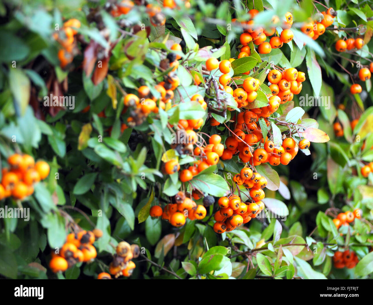 Nahaufnahme Von Frischen Orange Beeren Fruchte Am Baum Stockfotografie Alamy