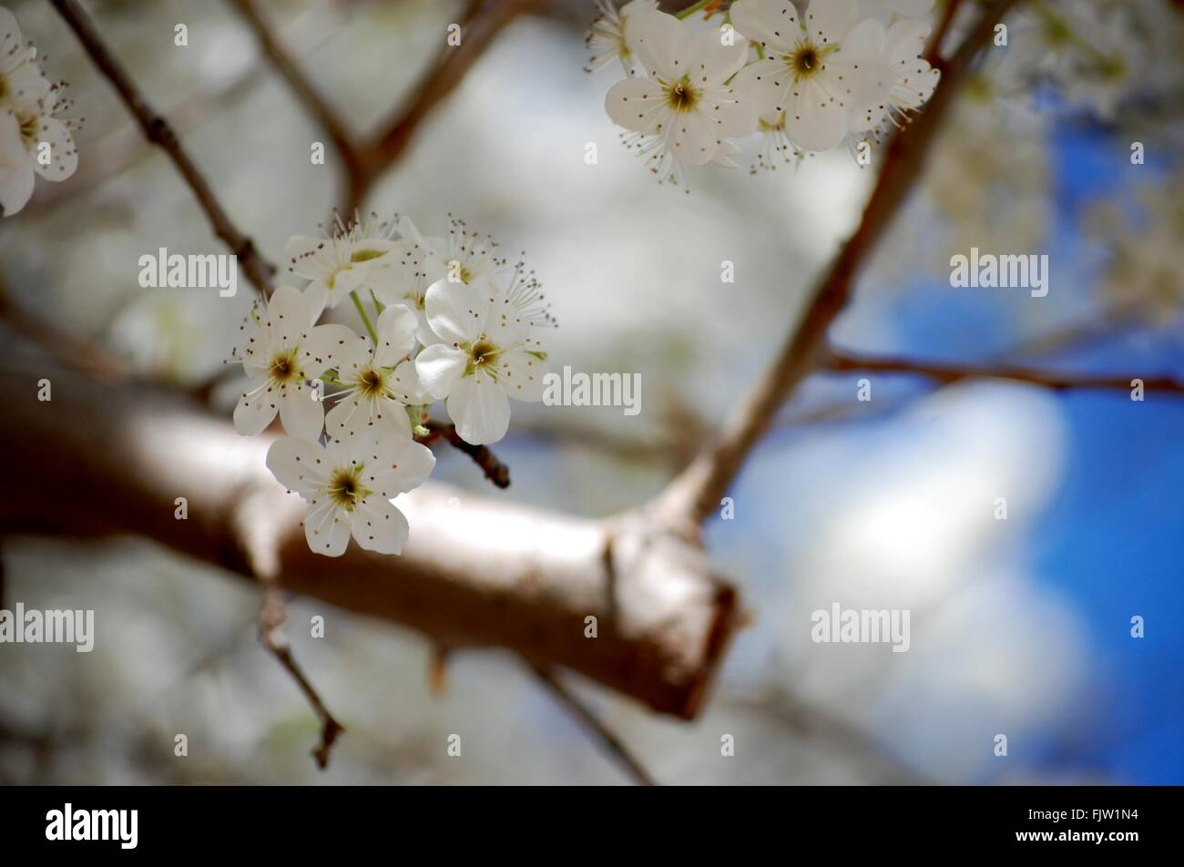 Weiße "Bradford" Birne Baum blüht im Frühling Stockfoto