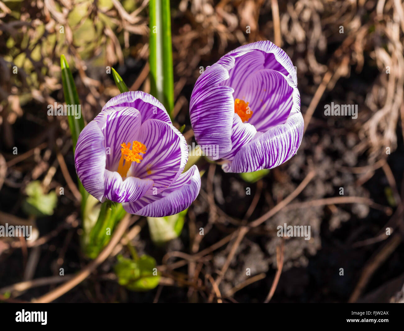 Frühe Blüte Crocus Vernus Vanguard England UK Stockfoto