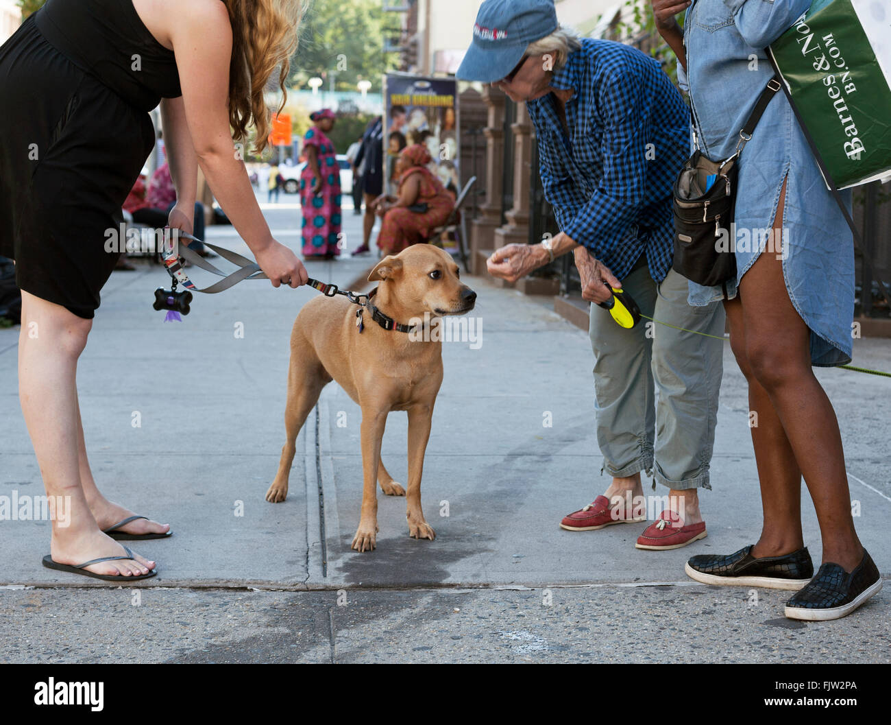 Menschen aufhören, um mit ihren Hunden in Harlem in New York City zu interagieren. Stockfoto