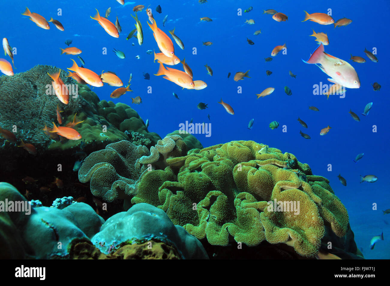 Fische über bunte Korallenriff in Crystal Bay, Nusa Penida. Bali, Indonesien Stockfoto