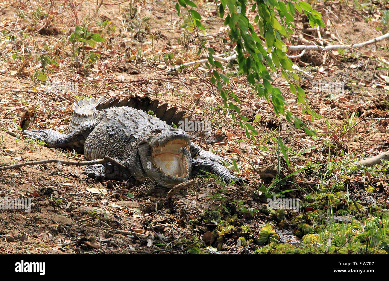 Mugger-Krokodil (Crocodylus Palustris) mit offenem Mund. Yala National Park, Sri Lanka Stockfoto