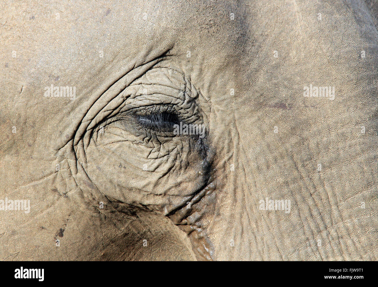 Nahaufnahme eines Lankesian Elefanten (Elephas Maximus Maximus). Pinnawela, Sri Lanka Stockfoto