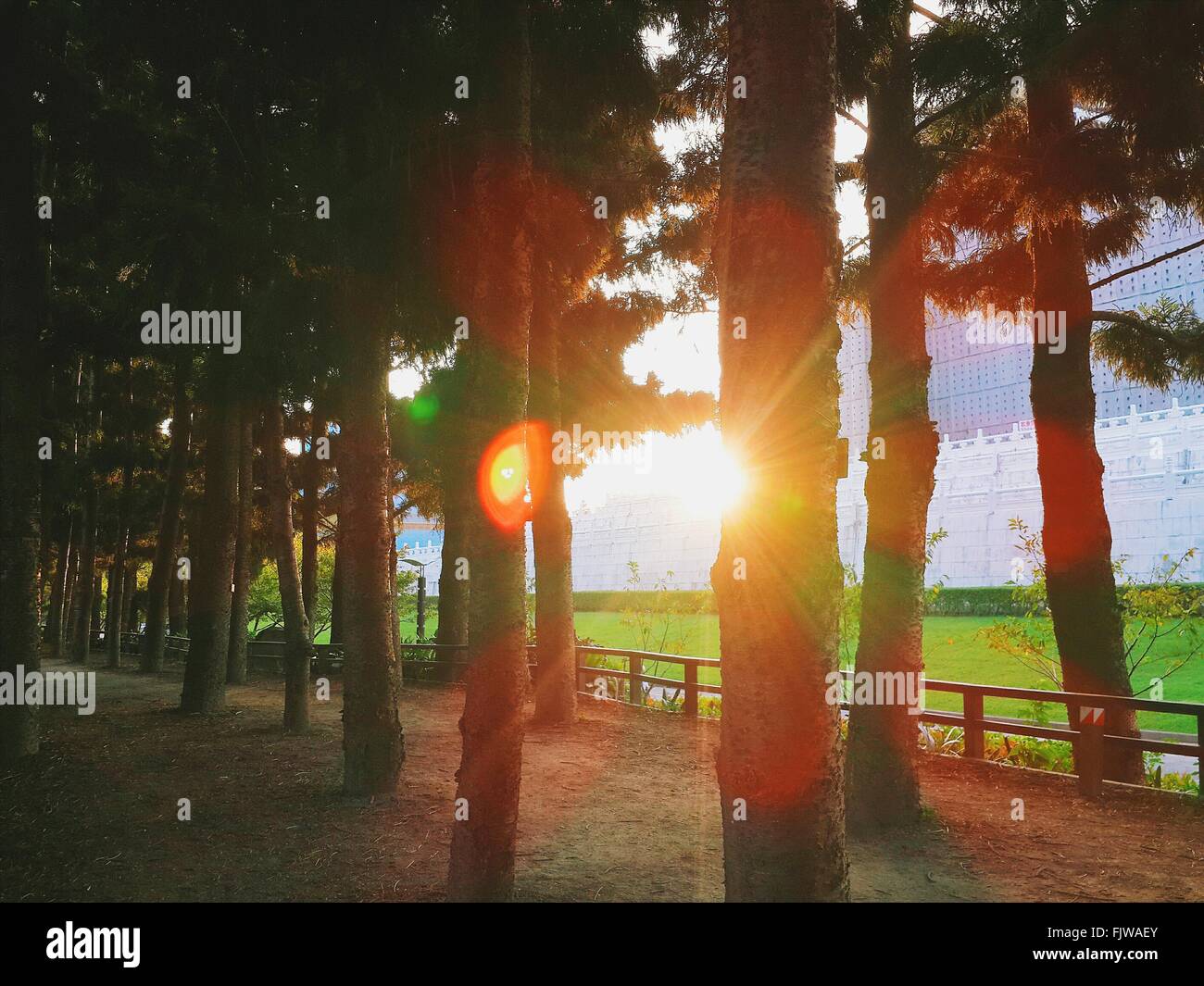 Sun Shining durch Bäume bei Sonnenaufgang Stockfoto