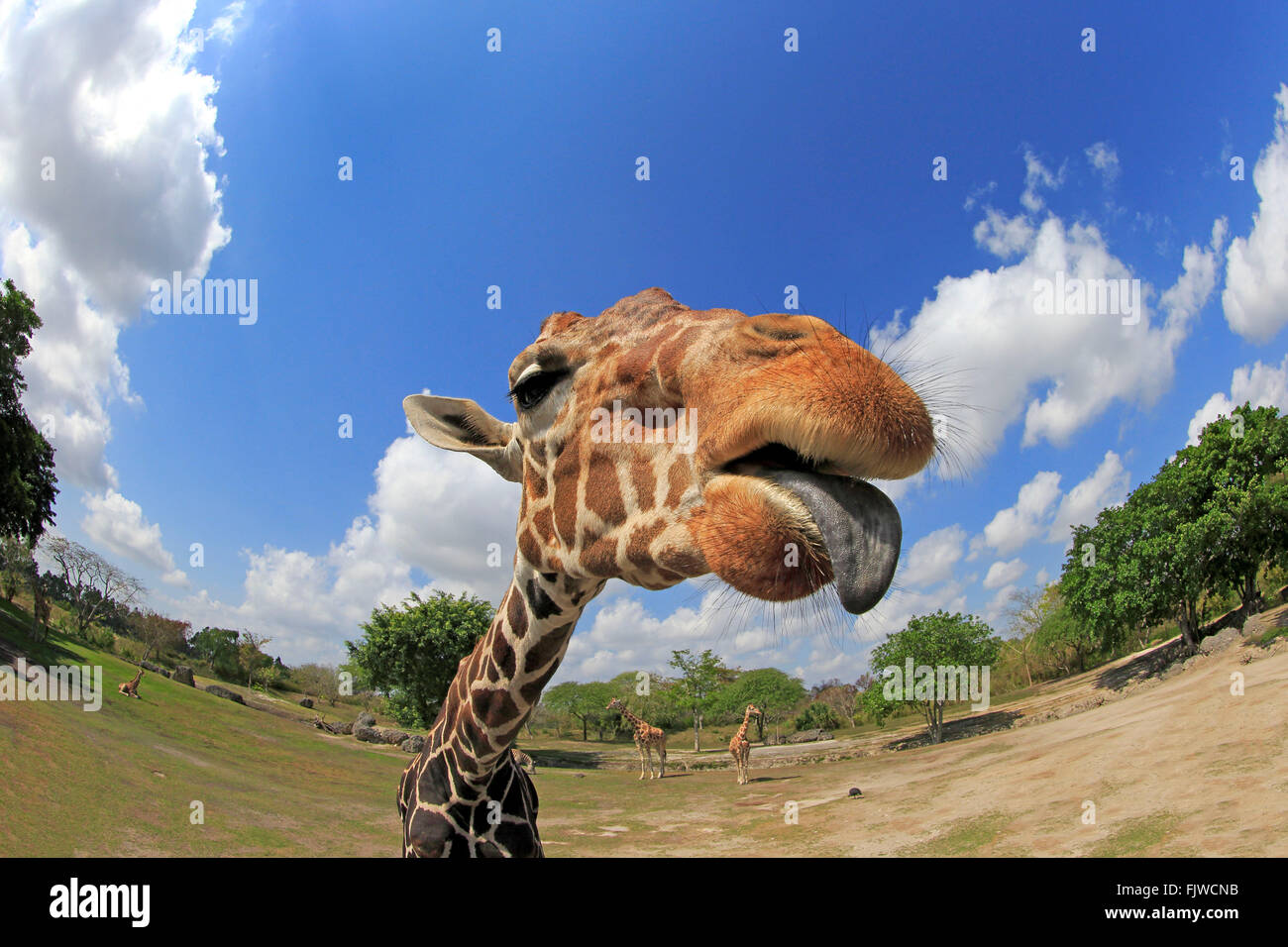 Retikuliert Giraffe, Erwachsene Porträt, Afrika / (Giraffa Plancius Reticulata) Stockfoto