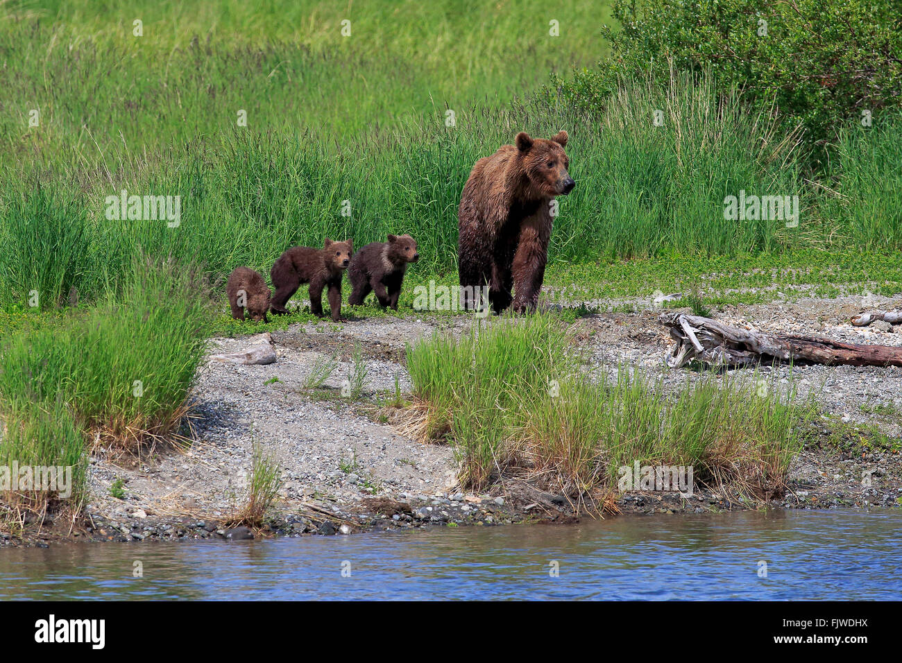 Grizzly Bär Mutter mit Youngs, Brookes River, Katmai Nationalpark, Alaska, USA, Nordamerika / (Ursus Arctos Horribilis) Stockfoto