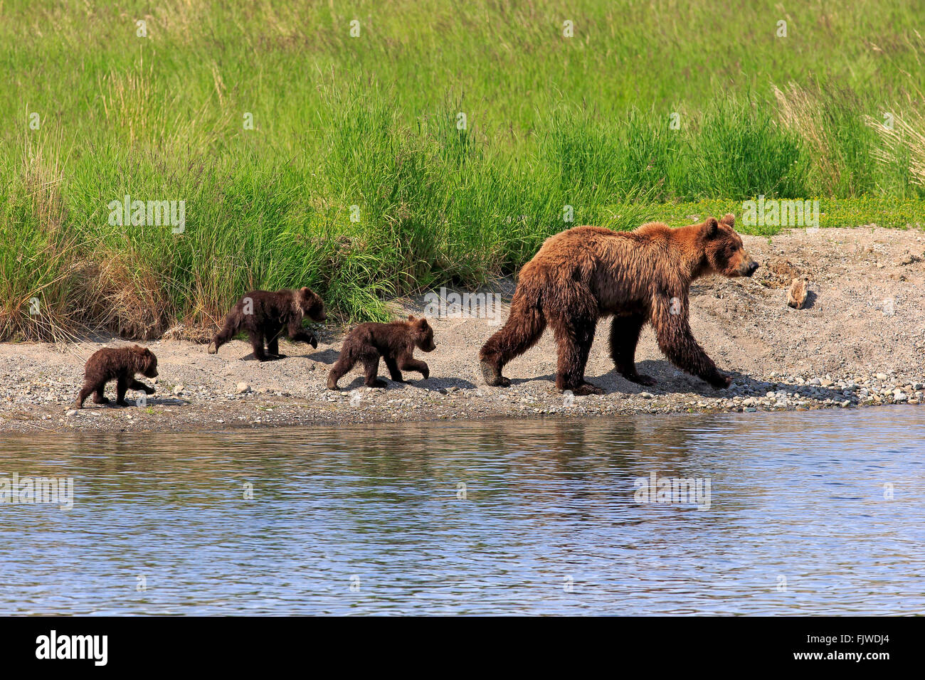 Grizzly Bär Mutter mit Youngs, Brookes River, Katmai Nationalpark, Alaska, USA, Nordamerika / (Ursus Arctos Horribilis) Stockfoto
