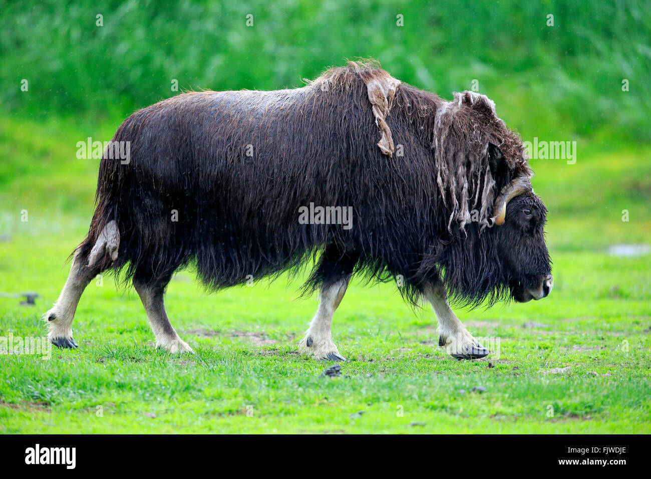 Moschusochsen, Männchen, Alaska Wildlife Gespräch Center, Anchorage, Alaska, USA, Nordamerika / (Ovibos Moschatus) Stockfoto