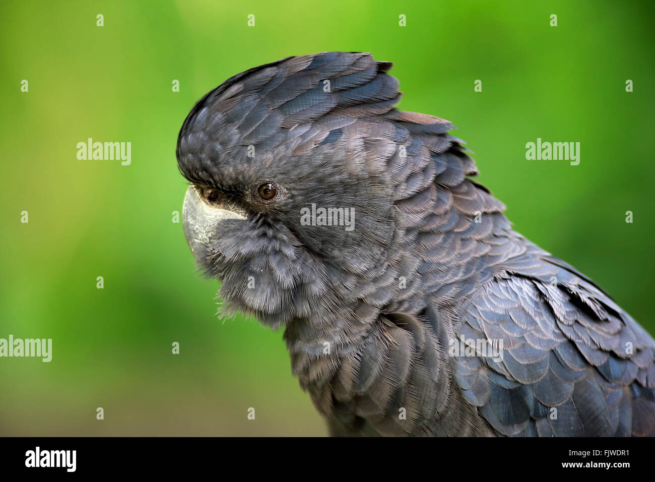 Red-Tailed Black Cockatoo, Porträt, Australien / (Calyptorhynchus Banksii) Stockfoto