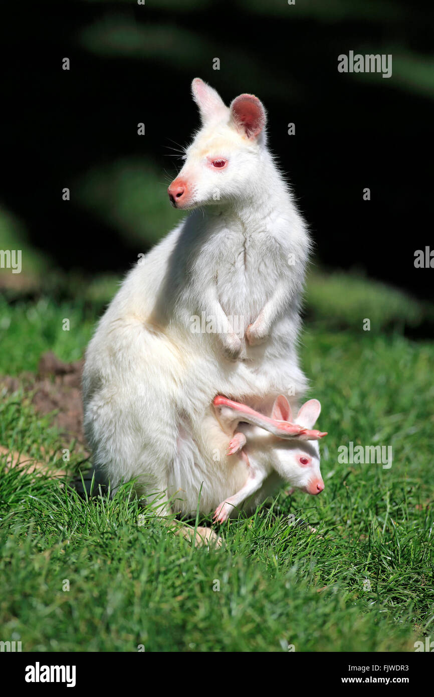 Bennett Wallaby, Albino, weiblich mit Joey, Blick aus Beutel, Australien / (Macropus Rufogriseus) Stockfoto