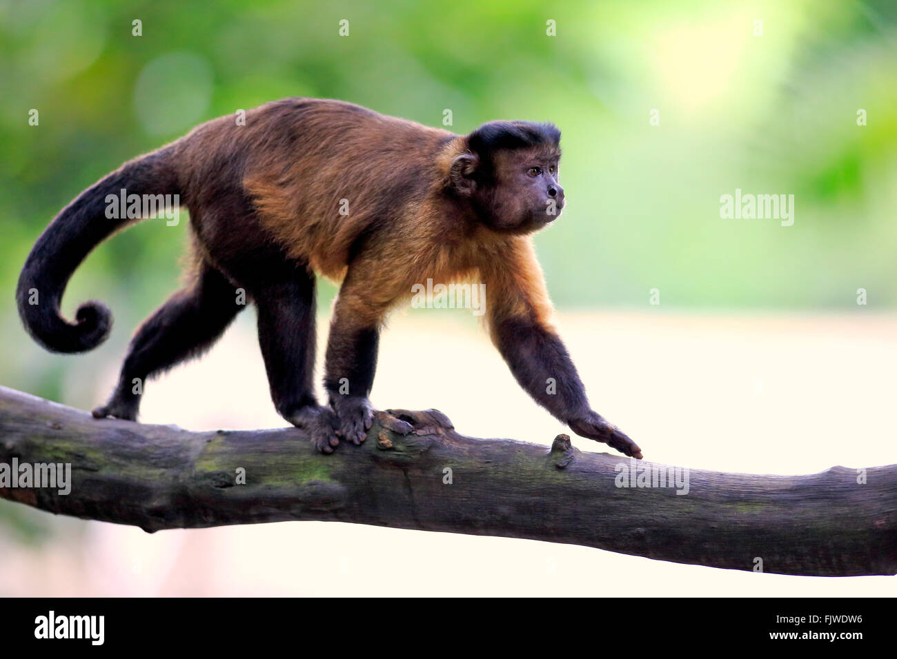 Brauner Kapuziner, getuftet Kapuziner, schwarz-capped Kapuziner / (Cebus Apella) Stockfoto